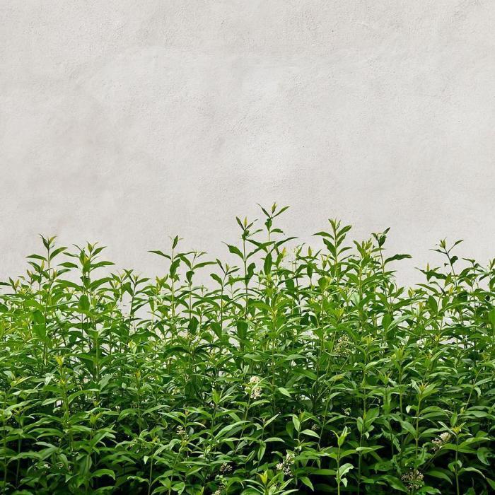 Panel szklany 60/60 Concrete Herbs Esg