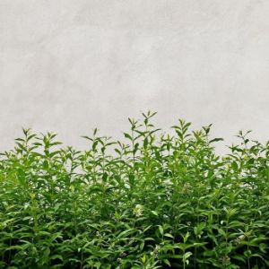 Obrazek Panel szklany 60/60 Concrete Herbs Esg