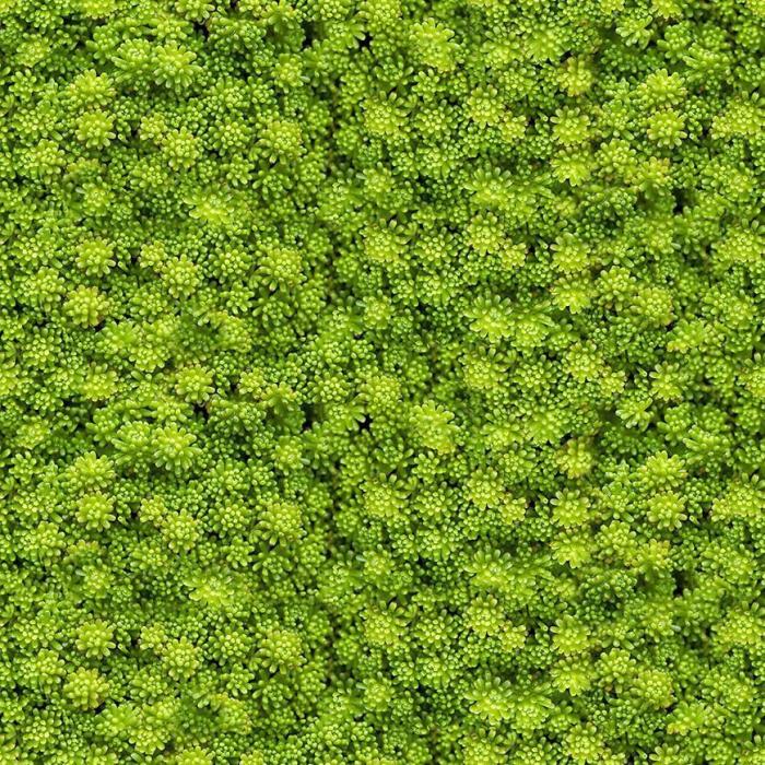 Panel szklany 60/60 Evergreen-2 Esg