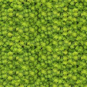 Obrazek Panel szklany 60/60 Evergreen-2 Esg