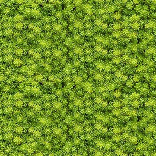 Obrazek Panel szklany 60/60 Evergreen-2 Esg