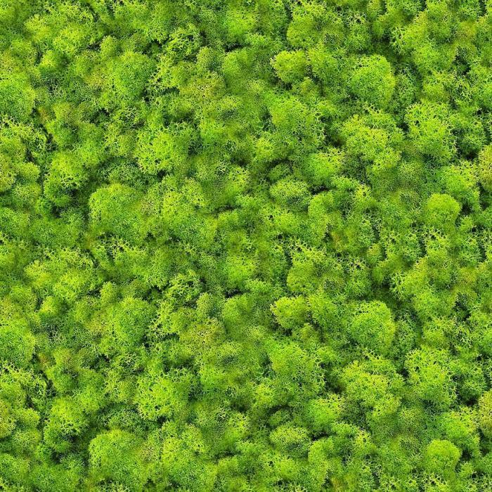 Panel szklany 60/60 Evergreen-1 Esg