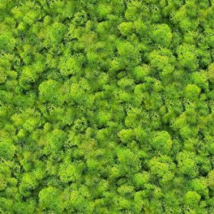 Obrazek Panel szklany 60/60 Evergreen-1 Esg