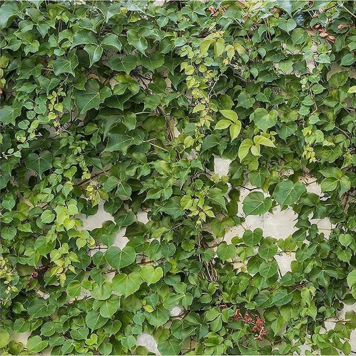Panel szklany 60/60 Cement Ivy-1 Esg