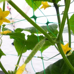 Obrazek Siatka Planet  Net 8G/ M2 2X10M AS-CN08151720010