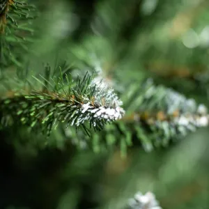 Obrazek Choinka świerk na pniu BK 220 cm